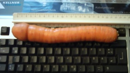 eine Möhre aus einem Netz mit 2,5 Kilo