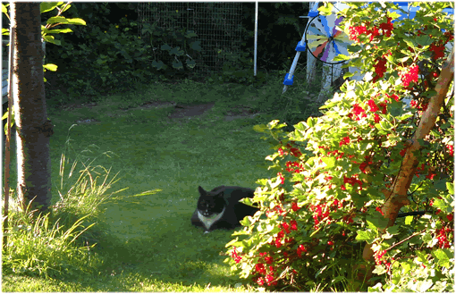 Julchen im Grase - Verdauungsschlaf