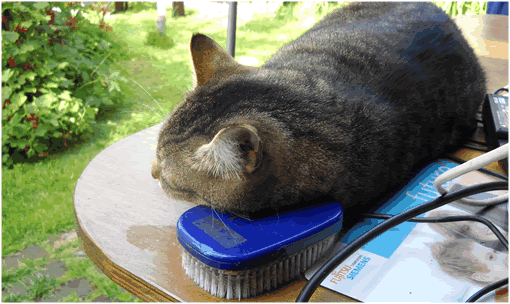 Maxi schläft auf IHRER Bürste ein